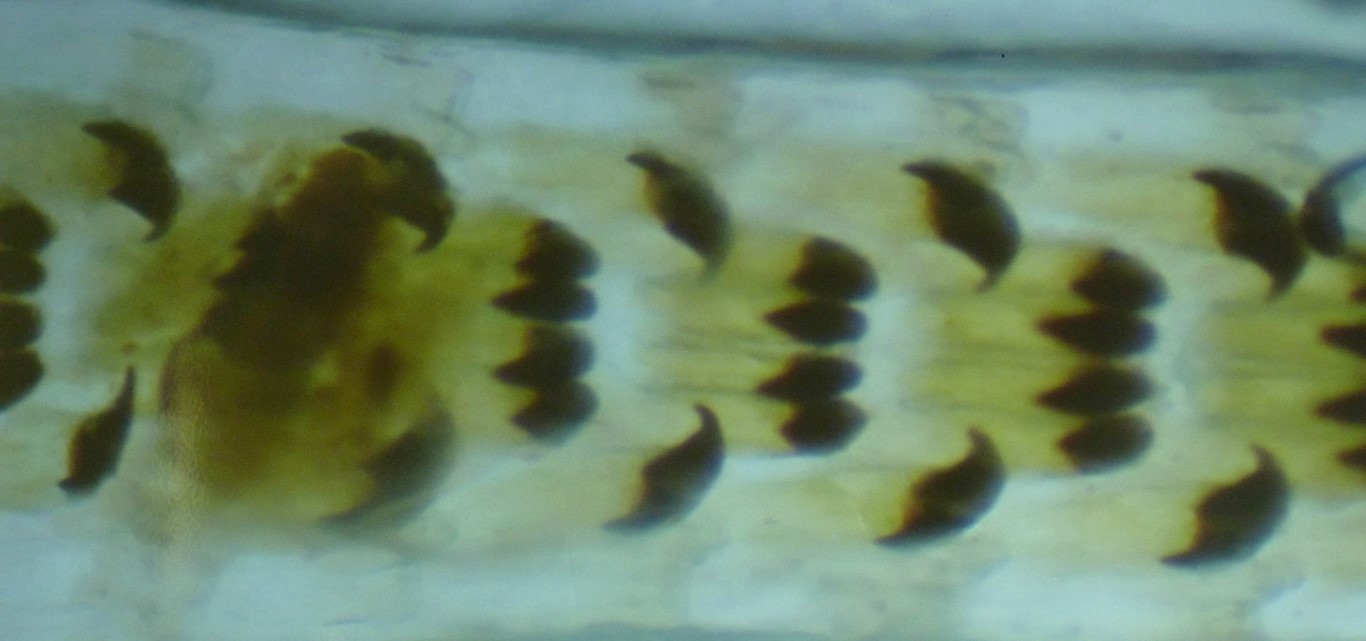 Radula Radula